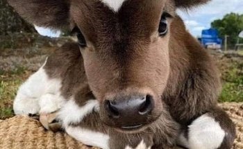 Veterinaria Mi Granjita