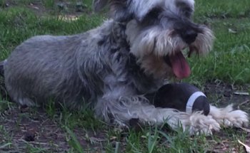 Veterinaria Animal Zone