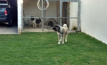 El Mundo De Los Perros