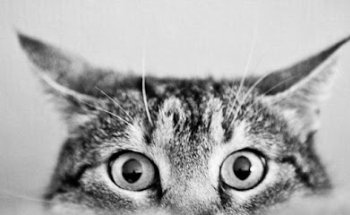 Clinica Veterinaria Caninos