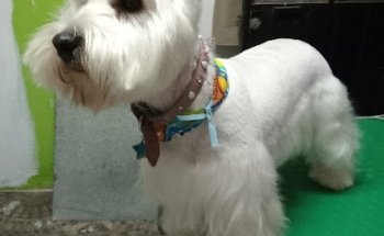 Centro Integral Veterinario Mil Huellas