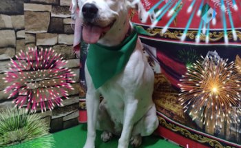 Veterinaria y perruqueria San Angel