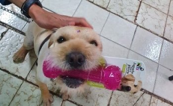 Clínica Veterinaria El Dorado