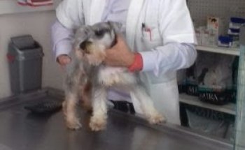 Centro Medico DOG-TOR René