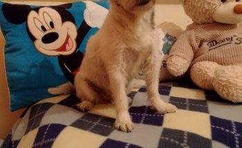 Centro Integral Veterinario Coatepec