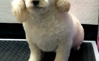 Consultorio Médico Veterinario “Padi Tsaty ‘O”