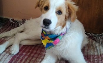 Centro Integral Veterinario Tultitlan