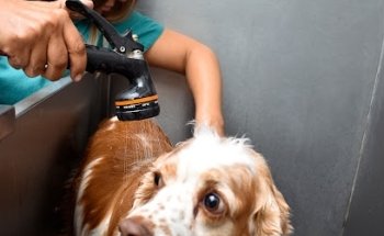 +Vets Veterinaria Clinica y Estética Canina