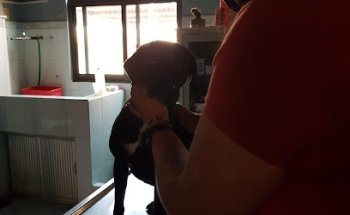 Consultorio Veterinario Alejos