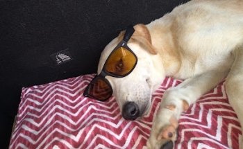 Andrade Chavez Alfredo Mvz