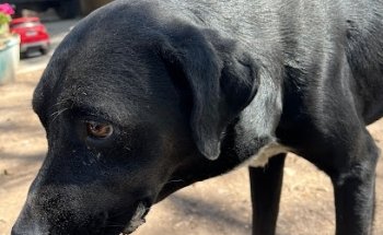 VETERINARIA LOS ANGELES