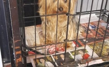 ESTETICA CANINA AMBAR