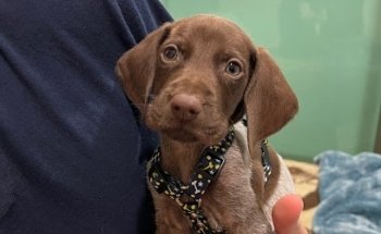 Veterinaria mi mascota