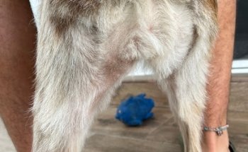 Clinica Veterinaria Cordilleras