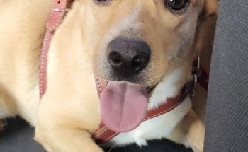 Clínica Veterinaria Retriever