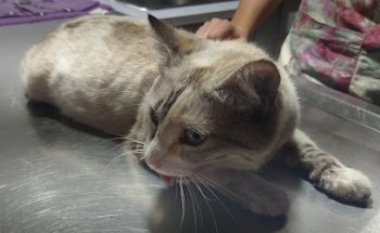 Clínica y Farmacia Veterinaria Maya Peek'