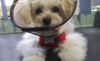 Consultorio Veterinario Rubí Romero