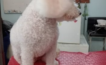 Estética canina puppy elegante