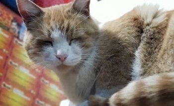 Clinica Veterinaria Bones