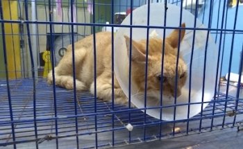 Mundo Zaboo Clínica y Estética Canina.