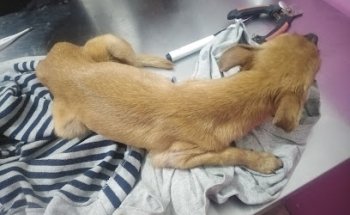 Clínica Veterinaria Mandy Pet's