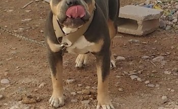 Pets Medical Center Sur