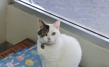 Marvet Veterinary Hospital