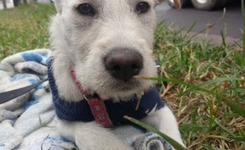 Estética Canina Leo y Servicio Veterinario