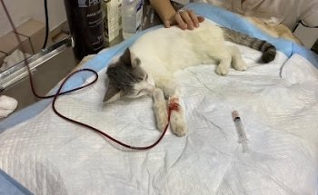 Hematología Veterinaria Servicios Veterinarios MORO