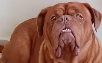 Veterinaria kala de celaya, MVZ Marcelino villalobos