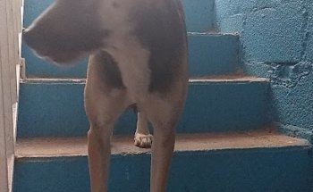 Clínica de Esterilización Especializada - CEE