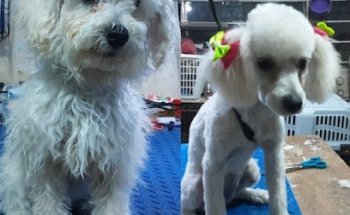 Clinica Veterinaria Mr.Dandy