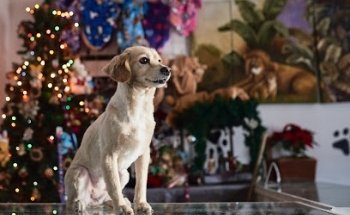 Veterinaria Ramírez