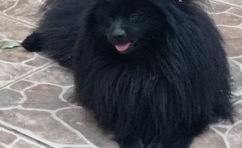 Veterinaria Mascota Consentida