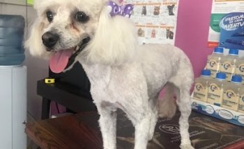 Veterinaria Terra Pets hmo