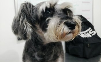 Clínica Veterinaria Huellitas