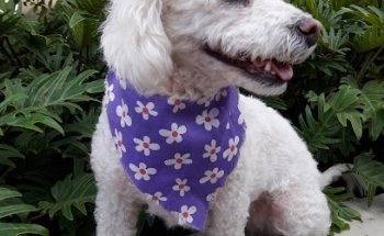 VETZOO clínica veterinaria