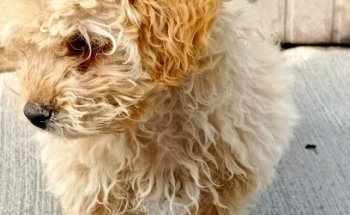 Canis et Felis - Clínica Veterinaria