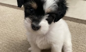 Hospital Veterinario El Refugio