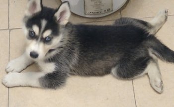 Veterinaria Larandia