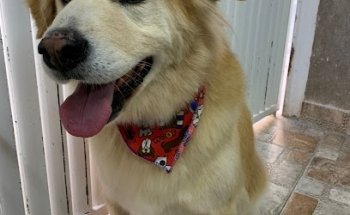 Veterinaria Rasguños Y Mordidas