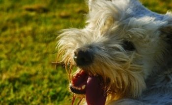 Clínica Veterinaria Medi Pet