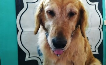 Vetclinic Veterinaria