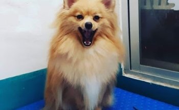 Clínica Veterinaria Pam Pet Health