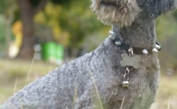 Medical Animal servicios veterinarios.