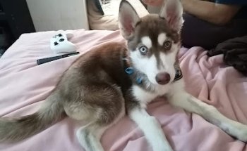 Veterinaria Mmaskotas