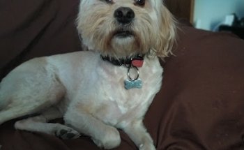 Veterinaria Dra. Laura