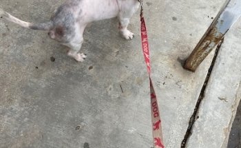 Centro Veterinario AFRICAM