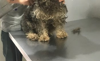 Preven Pets Veterinaria buena vista