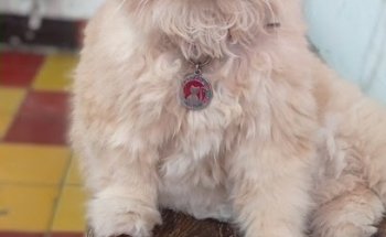 Veterinaria Cuatro Patas